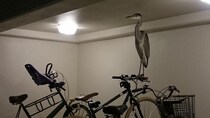 自転車のハンドルに鳥がとまってた！　→想定外の姿に「これは驚く」「失神レベル」