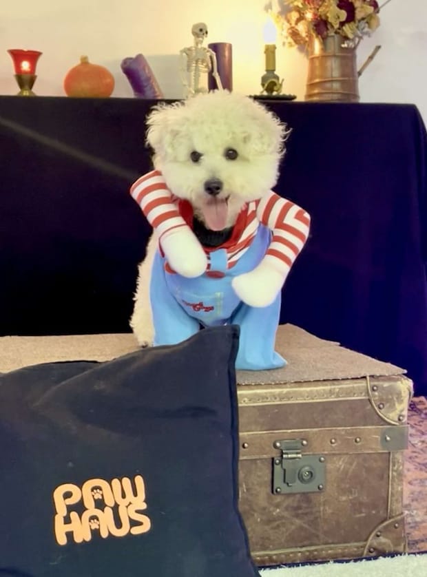 おすまし時(画像は形が定まらない犬@papoter_dogさんの投稿より)