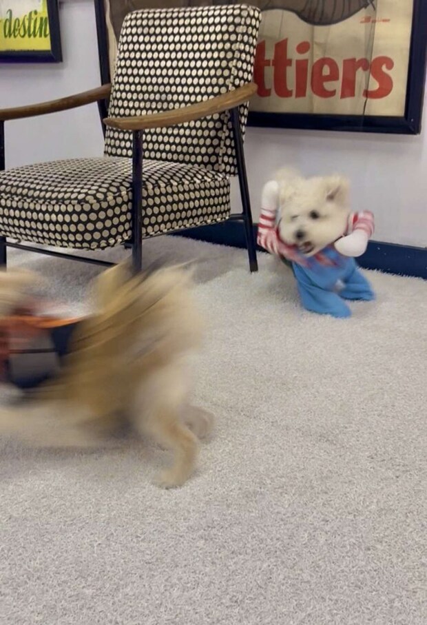 どういう状況!?(画像は形が定まらない犬@papoter_dogさんの投稿より)