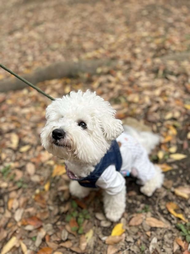 ビション・フリーゼのパポテさん(画像は形が定まらない犬(@papoter_dog)さんの投稿より)