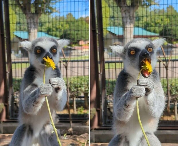 画像提供:市川市動植物園