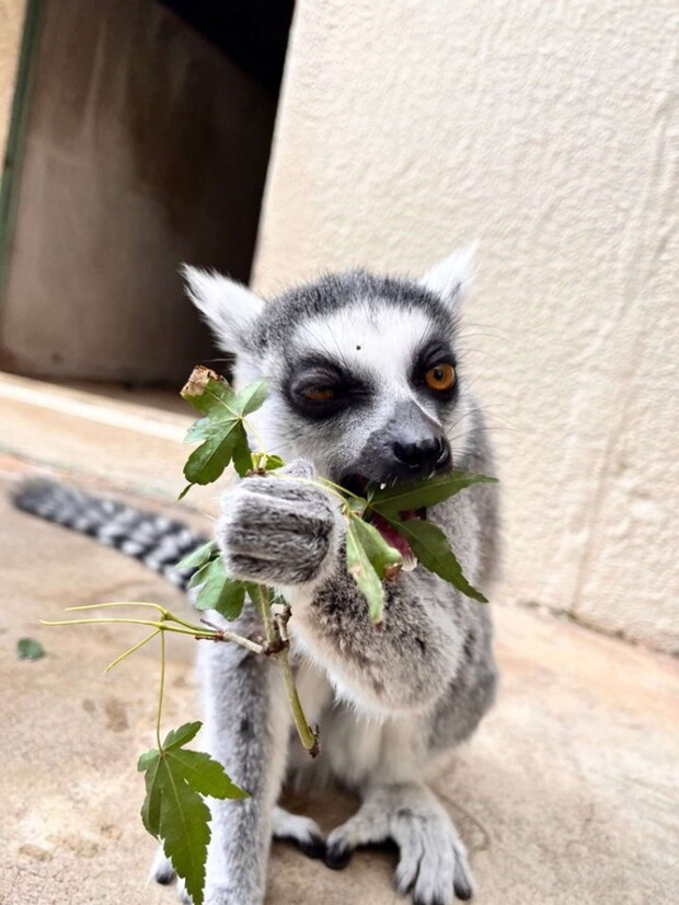 むしゃむしゃ(画像提供:市川市動植物園)