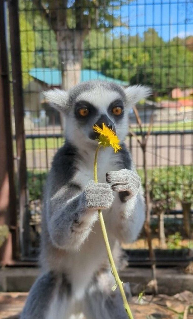 タンポポを手にして...(画像提供:市川市動植物園)