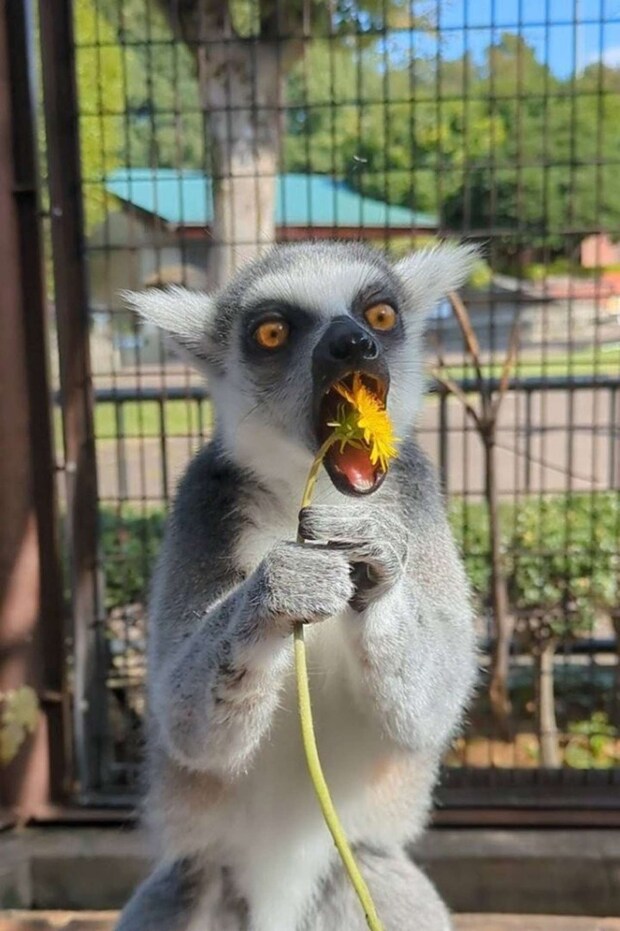 あ~ん(画像提供:市川市動植物園)