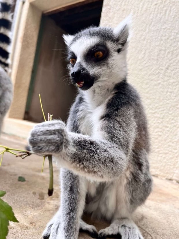 葉っぱ、完食(画像提供:市川市動植物園)