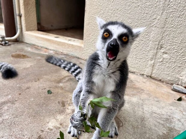 お食事中のメルモさん(画像提供:市川市動植物園)