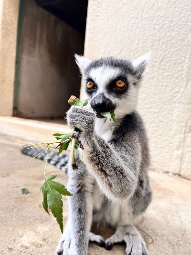 真剣な面持ち(画像提供:市川市動植物園)