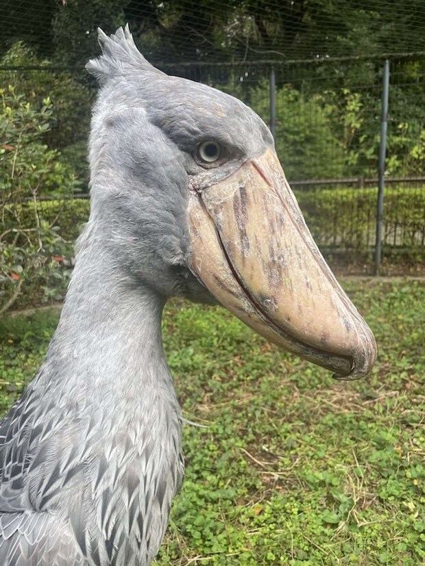 ハシビロコウ 千葉市動物公園【公式】アカウント(@ChibaZoo)の投稿より