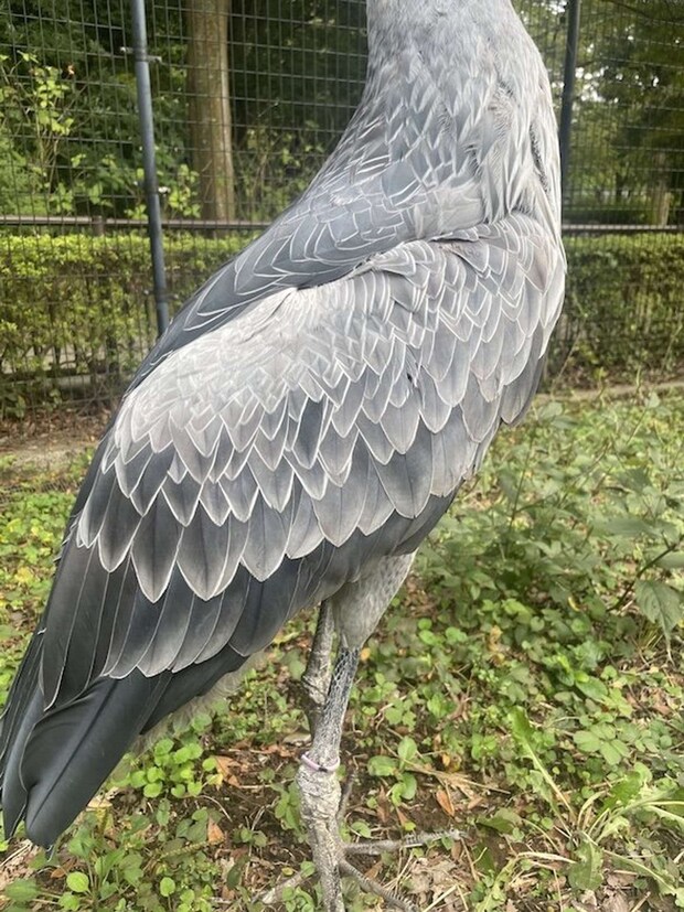 ハシビロコウの美しい羽根 千葉市動物公園【公式】アカウント(@ChibaZoo)の投稿より