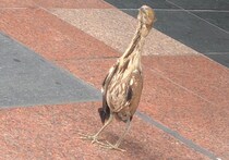 なぜこんな場所に...？　JR新宿駅前に現れた謎の鳥、まさかの絶滅危惧種だった