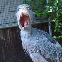 〝動かない鳥〟ハシビロコウに一体なにがあったのか？　絵にかいたような「ガーン顔」に6.8万人爆笑