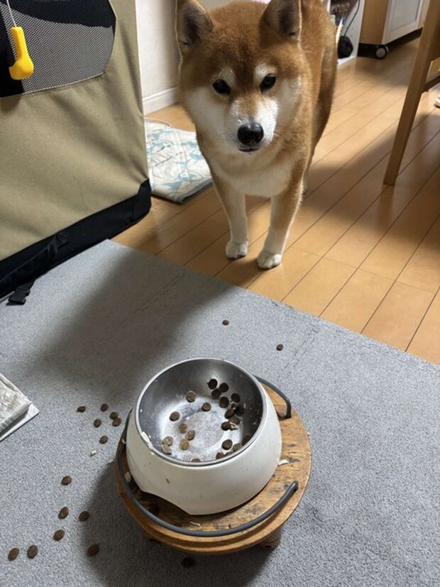 おっと(画像提供:@kotaro_changさん)