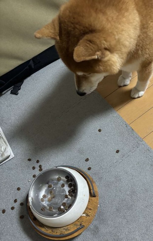 牛肉、おいしすぎるわん...(画像提供:@kotaro_changさん)