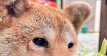 柴犬の行動の〝まさかの真相〟に1.8万人驚がく　お手伝いにしか見えないが...「なん...やて...！」「許す！」