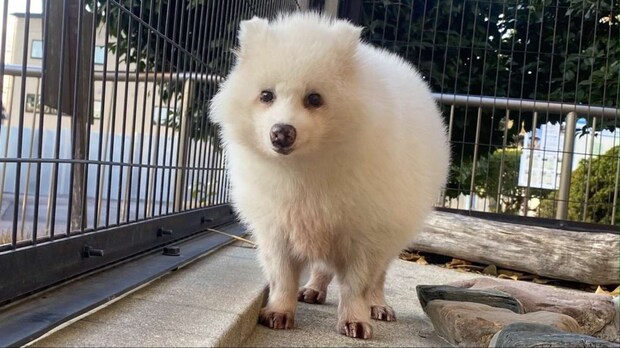 ホンドタヌキの「アキラ」さん(画像提供:周南市徳山動物園)