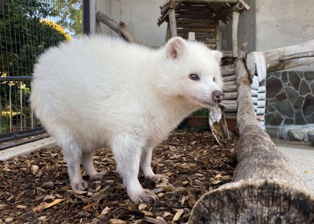 ホンドタヌキの「白変種」(画像提供:周南市徳山動物園)