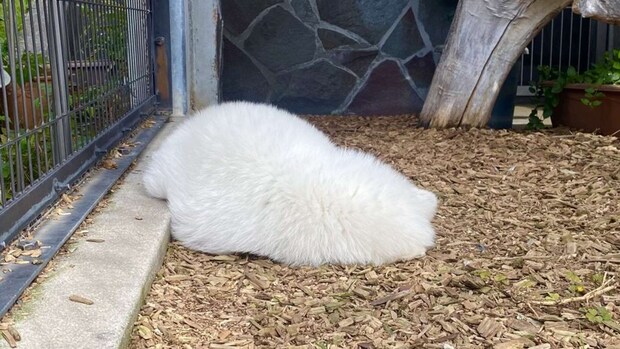 え?(画像は周南市徳山動物園公式Xアカウントの投稿より)