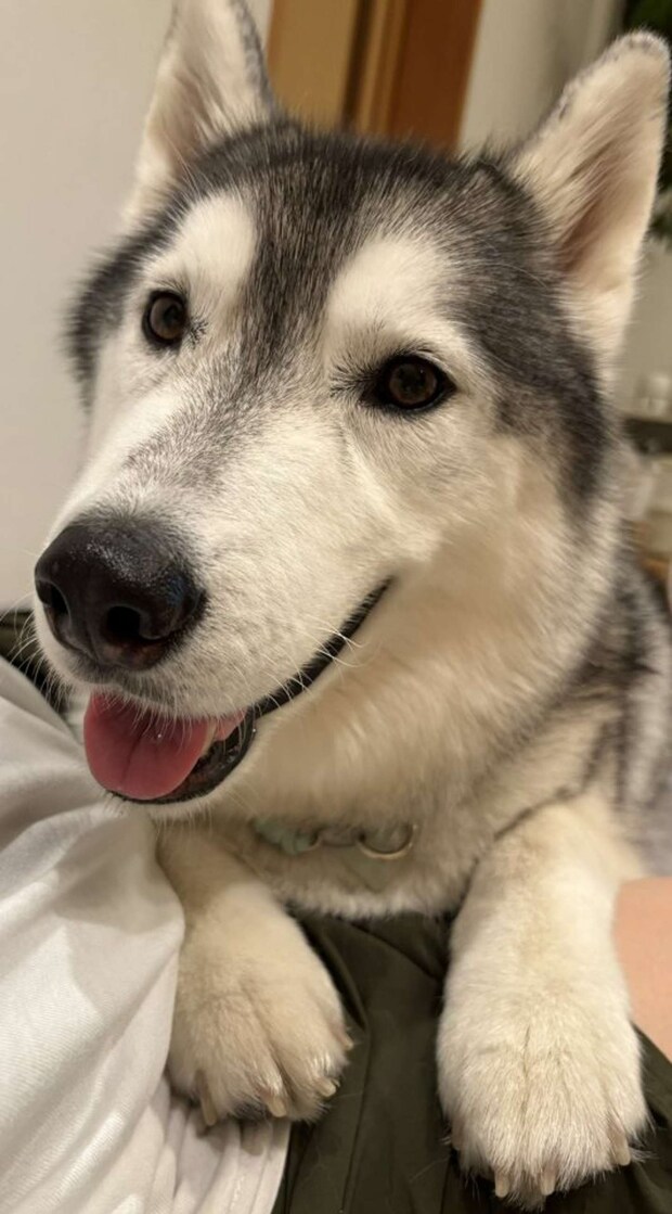 クッキーをおねだりするときのあざといはるくん≪画像提供:moto(@motoro_ka)さん≫