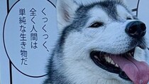 「ぐうの音も出ないとはこのことか」　あざとさ限界突破のハスキーに21万人おてあげ