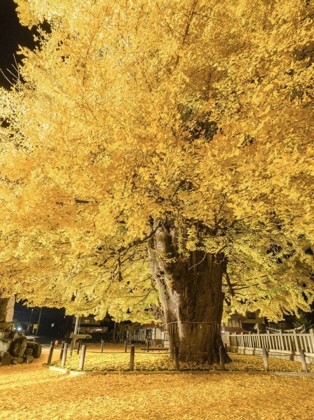 bird(@3m1ek)さんの投稿より、再掲