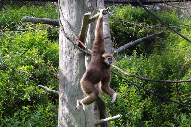 30才のユウタロウ(画像提供:金沢動物園)