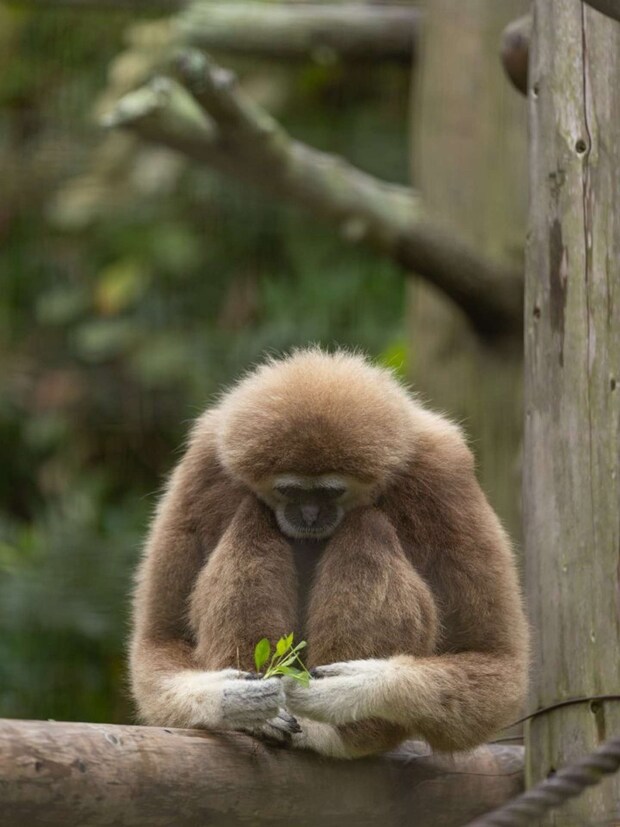 この後、どうした?(画像はおーあ@kanazawakitechoさんの投稿より、再掲)