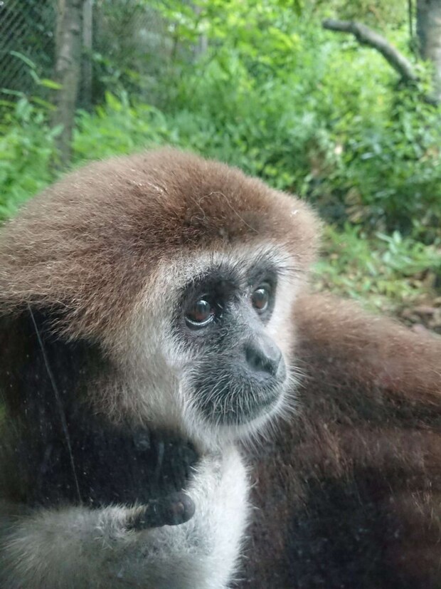 つぶらな瞳です(画像提供:金沢動物園)