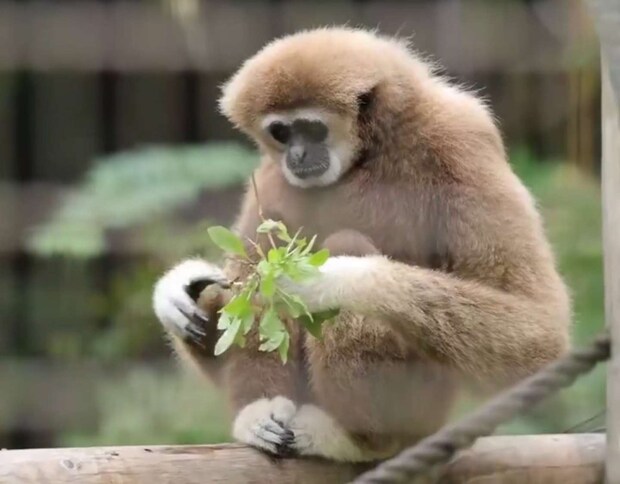 葉っぱ、抜いてきた(画像はおーあ@kanazawakitechoさんの投稿より)