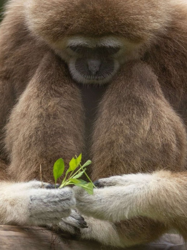 じぃぃっ(画像はおーあ@kanazawakitechoさんの投稿より)