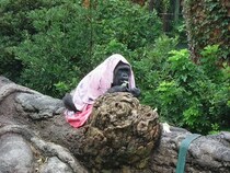 ブランケットを被るゴリラが可愛すぎる　寒いからなの？上野動物園に聞いてみた