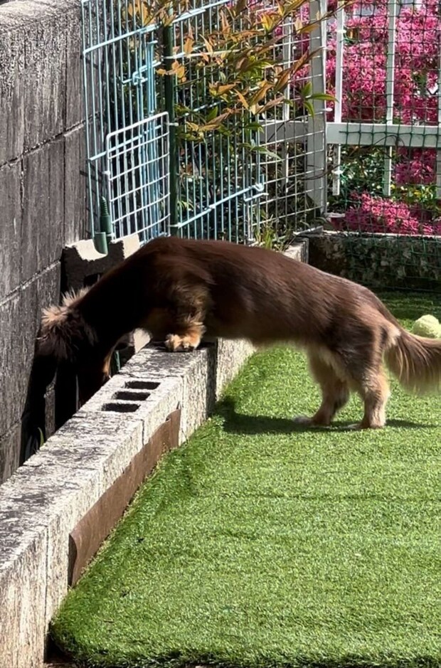 トカゲを覗くもちこちゃん(画像提供:ちゃんみん@kina_komugiさん)