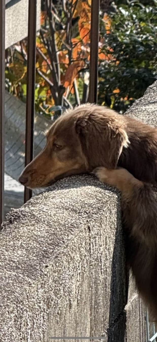 真剣な顔(画像提供:ちゃんみん@kina_komugiさん)