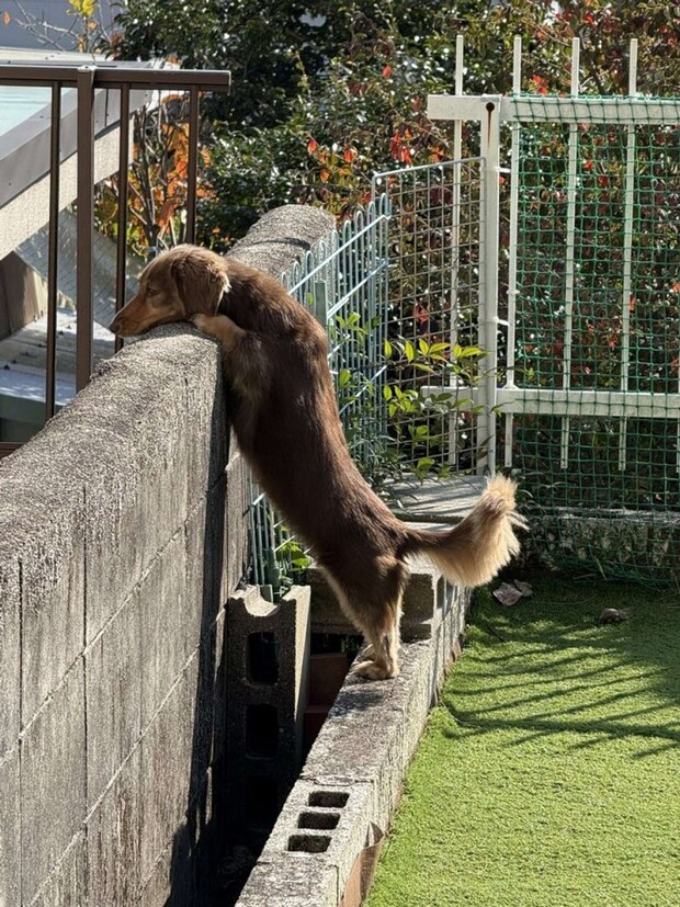 のぞき(画像提供:ちゃんみん@kina_komugiさん)