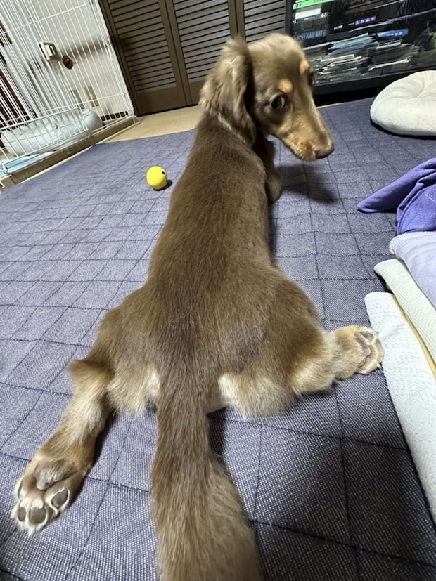 覗きにもなが~い体を活かします(画像提供:ちゃんみん@kina_komugiさん)