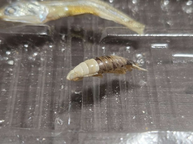 キミは誰?(画像はれぴむ@rrepmさんの投稿より)