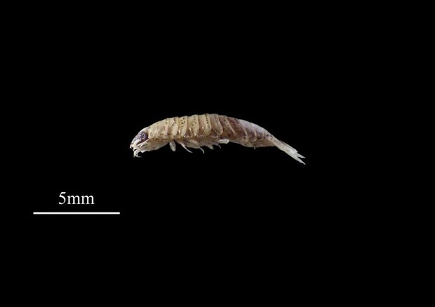 ウオノエの仲間(画像提供:きしわだ自然資料館)