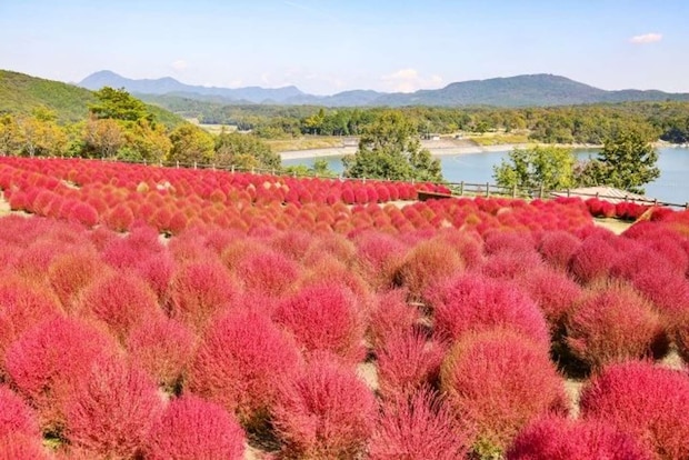 紅葉したコキア。コキアの実が「とんぶり」だって、知ってた?