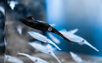 まさか闇堕ち？　白いイカの群れで、一匹だけが真っ黒に→水族館に理由を聞くと...