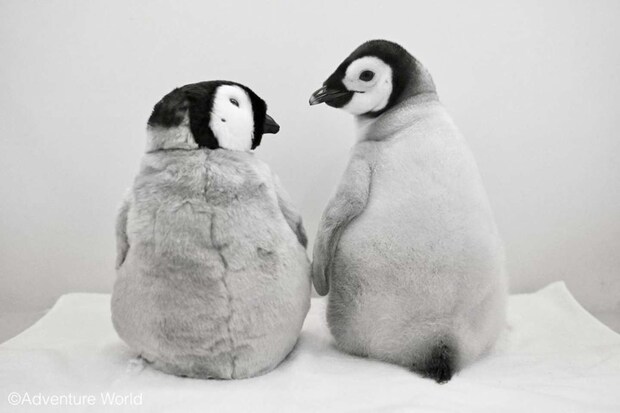 アドベンチャーワールド 公式」(@aws_official)の投稿より、再掲