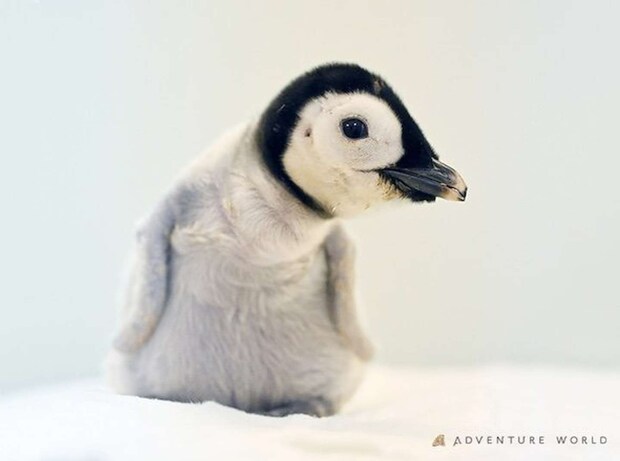 エンペラーペンギンの赤ちゃん 画像提供:アドベンチャーワールド