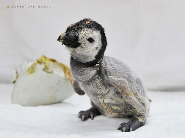エンペラーペンギンの赤ちゃん 9月30日(0日齢) 画像提供:アドベンチャーワールド