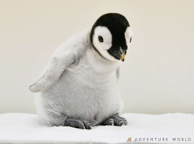 エンペラーペンギンの赤ちゃん 画像提供:アドベンチャーワールド