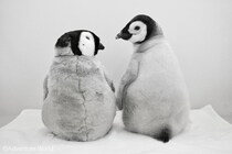 かわいい×かわいいで1.1万人もん絶　アドベンチャーワールドの赤ちゃんペンギン＆ぬいが最強すぎる