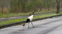 「全てが美しく尊い」「自然界の親子愛」　北海道で目撃された〝野生の子育て〟に5.1万人感動