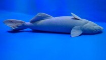 水族館の〝心配せざるを得ない魚〟に13万人注目　「これになりたい」「ある意味貴重なお姿」