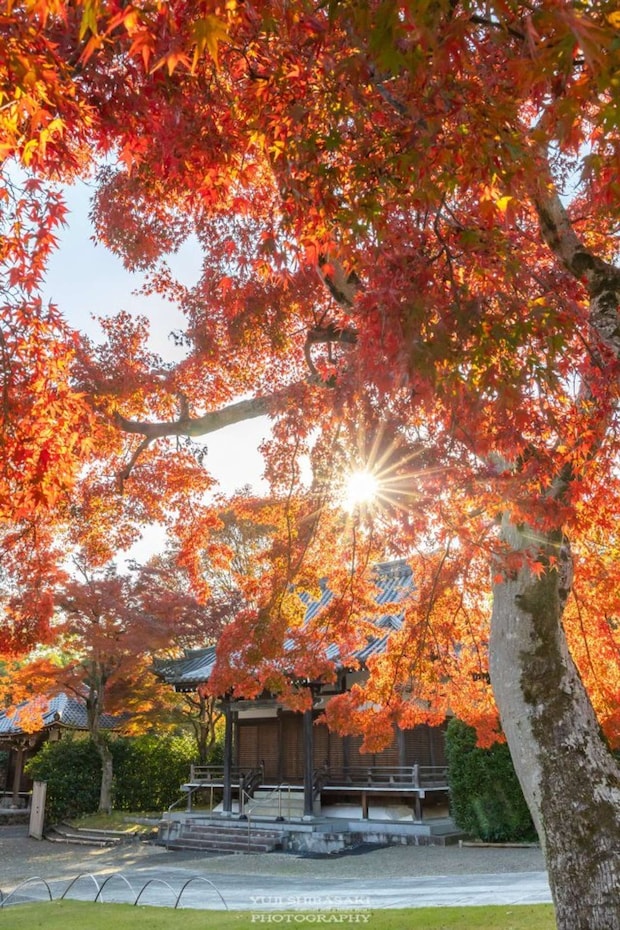 能仁寺の紅葉(Yuji Shibasaki(@Yuji_48)さんの投稿より)