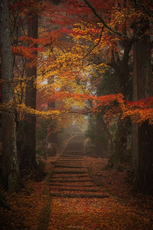 Iori Takano(@_iori_xx21)さんの投稿より、霧と紅葉の京都・龍穏寺