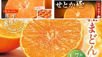 ぷちぷち「甘平」、ゼリーみたいな「紅まどんな」、柑橘の大トロ「せとか」...　ふるさとチョイスで人気の絶品柑橘トップ10