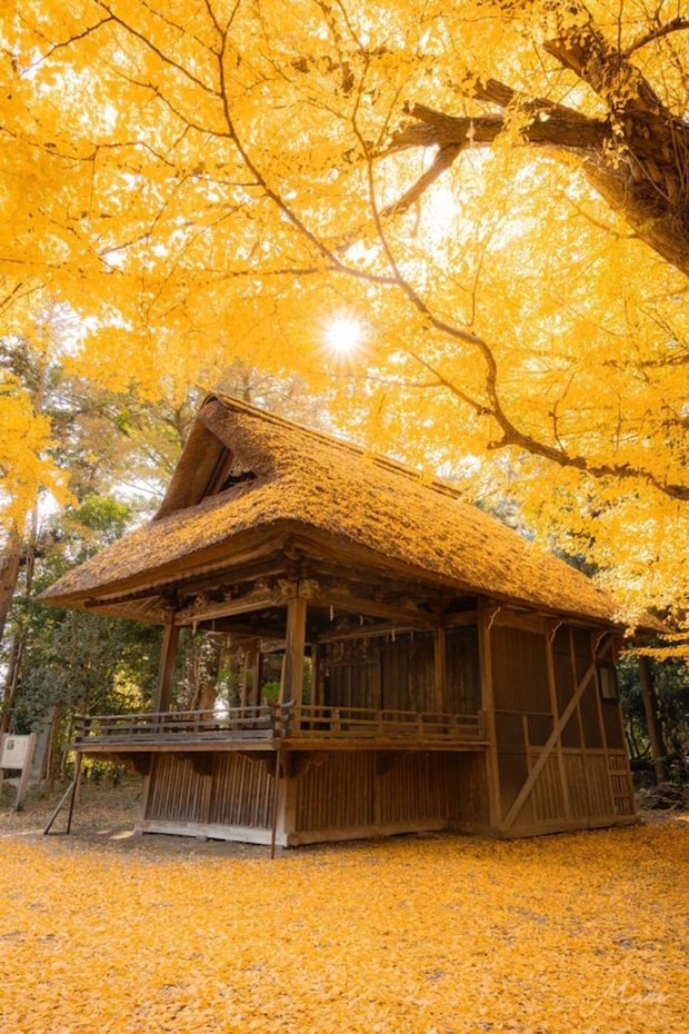 mari(@mariphoto16)さんの投稿より、玉敷神社神楽殿(再掲)