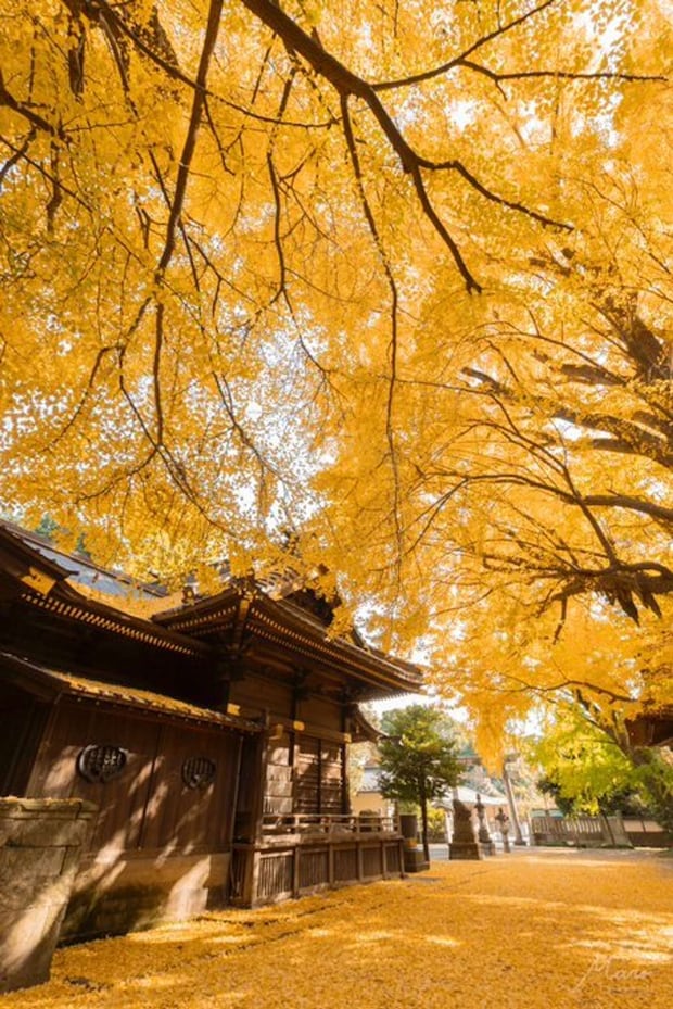 mari(@mariphoto16)さんの投稿より、玉敷神社本殿